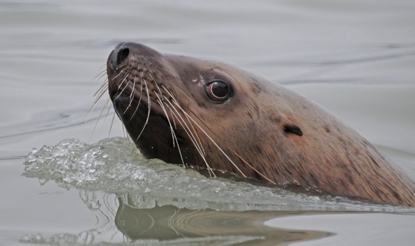 Steller's sea lion, really close, Berner's Bay